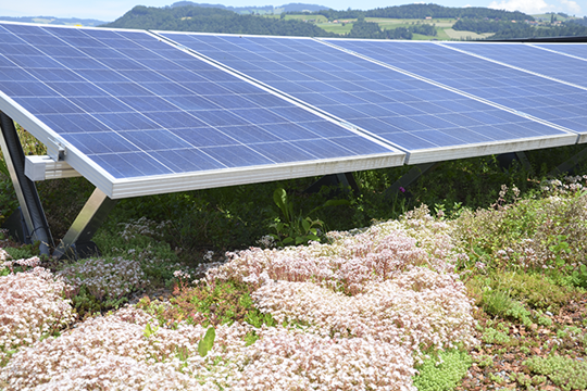 © Contec AG, Greenlight Begrünung und PV