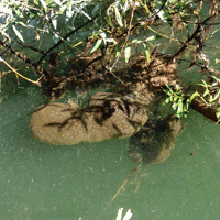 Kolonie von Pectinatella magnifica im Rotsee (schwammartige Moostierchen). 