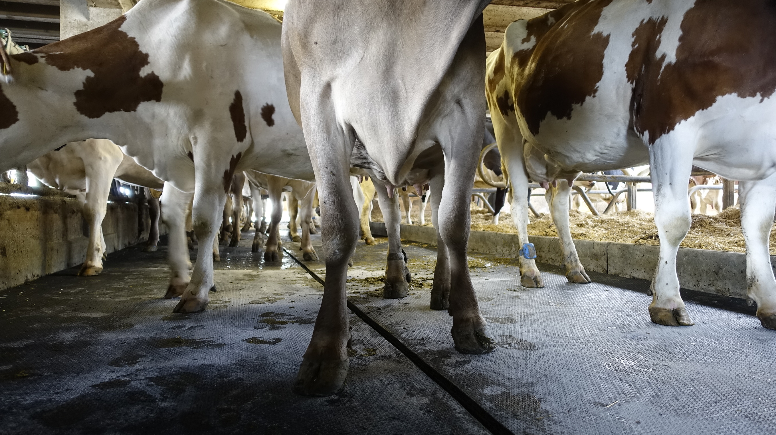 Unterseite mehrerer Kühe aus geringer Perspektive aufgenommen; der Fokus liegt auf den Bauch- und Beinbereichen der Tiere, um Emissionen wie Ammoniak im Stallumfeld zu veranschaulichen.